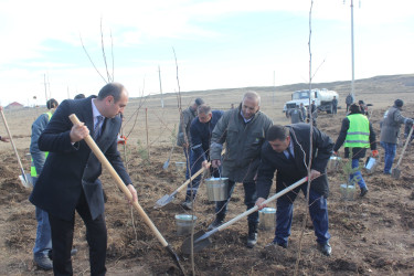 “Yaşıl dünya naminə həmrəylik ili”ndə Göygöl rayonunda növbəti ağaçəkmə aksiyası keçirilib