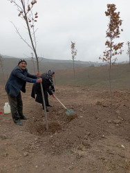 “Gələcəyimiz üçün ağac əkək” devizi ilə ağacəkmə aksiyası keçirilib