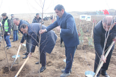 “Yaşıl dünya naminə həmrəylik ili”ndə Göygöl rayonunda növbəti ağaçəkmə aksiyası keçirilib