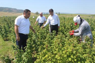 Göygöl rayonunda taxıl biçini uğurla başa çatmış, digər təsərrüfatlarda işlər davam etdirilir