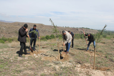 “Heydər Əliyev İli” çərçivəsində Göygöldə növbəti ağacəkmə kampaniyası təşkil olunub