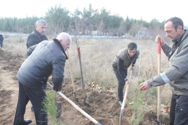 “Yaşıl dünya naminə həmrəylik ili”ndə Göygöl rayonunda növbəti ağaçəkmə aksiyası keçirilib