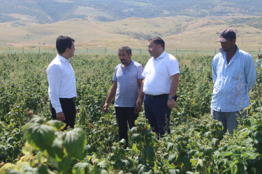 Göygöl rayonunda taxıl biçini uğurla başa çatmış, digər təsərrüfatlarda işlər davam etdirilir