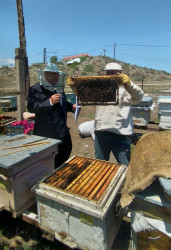 Arıçılıqla məşğul olan fermerlərin təsərrüfatlarında monitorinq aparılır.