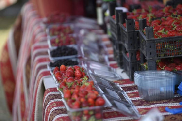 Göygöldə keçirilən  Birinci Moruq Festivalı bu gün başa çatdı