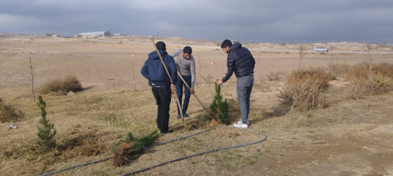 “Gələcəyimiz üçün ağac əkək” devizi ilə ağacəkmə aksiyası keçirilib