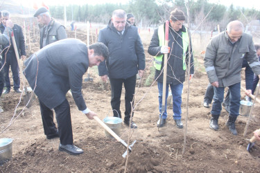 “Yaşıl dünya naminə həmrəylik ili”ndə Göygöl rayonunda növbəti ağaçəkmə aksiyası keçirilib