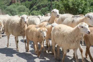 Heyvanlar yaylaqlara köçürülmədən öncə çimizdirilməlidir