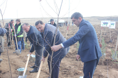 “Yaşıl dünya naminə həmrəylik ili”ndə Göygöl rayonunda növbəti ağaçəkmə aksiyası keçirilib