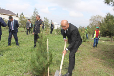 Göygöl rayonunda “Yaşıl dünya naminə həmrəylik ili”ndə növbəti ağacəkmə aksiyası təşkil olunub