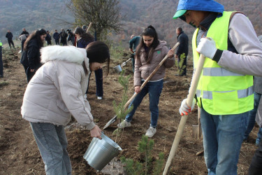 Göygöl rayonunda “Türk dövlətləri milli ağaclandırma günü” münasibəti ilə ağaçəkmə aksiyası keçirilib