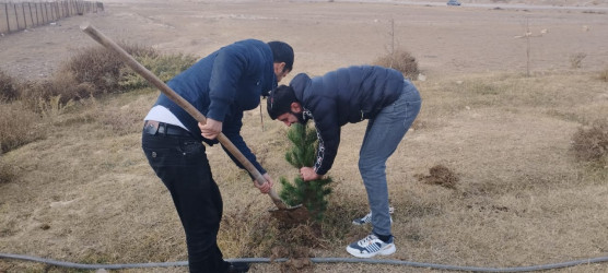 “Gələcəyimiz üçün ağac əkək” devizi ilə ağacəkmə aksiyası keçirilib