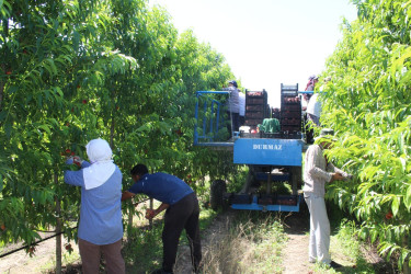 Göygöl Rayon İcra Hakimiyyəti yanında Məşğulluğa kömək göstərən Əlaqələndirmə Komitəsi müəssisədə görüş keçirib