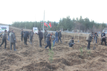 “Yaşıl dünya naminə həmrəylik ili”ndə Göygöl rayonunda növbəti ağaçəkmə aksiyası keçirilib