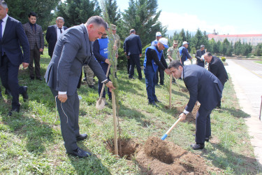 “Heydər Əliyev İli” çərçivəsində Göygöldə növbəti ağacəkmə kampaniyası təşkil olunub