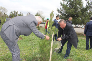 Göygöl rayonunda “Yaşıl dünya naminə həmrəylik ili”ndə növbəti ağacəkmə aksiyası təşkil olunub