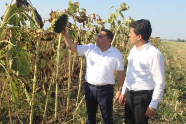 Göygöl rayonunda taxıl biçini uğurla başa çatmış, digər təsərrüfatlarda işlər davam etdirilir