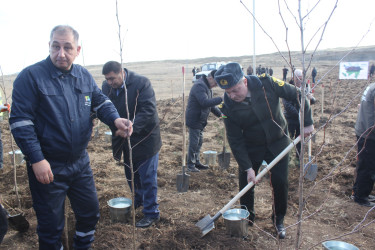 “Yaşıl dünya naminə həmrəylik ili”ndə Göygöl rayonunda növbəti ağaçəkmə aksiyası keçirilib