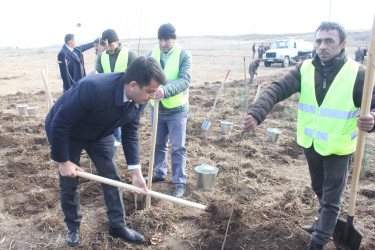 “Yaşıl dünya naminə həmrəylik ili”ndə Göygöl rayonunda növbəti ağaçəkmə aksiyası keçirilib