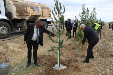 Göygöl rayonunda şəhidlərin xatirəsinə həsr olunmuş əğacəkmə kampaniyası təşkil olunub