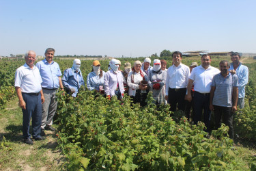 Göygöl rayonunda taxıl biçini uğurla başa çatmış, digər təsərrüfatlarda işlər davam etdirilir