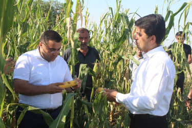 Göygöl rayonunda taxıl biçini uğurla başa çatmış, digər təsərrüfatlarda işlər davam etdirilir