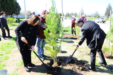 A tree-planting campaign was held in Goygol