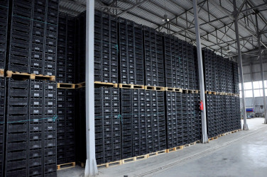 “Şirin Aqro” QSC-nin meyvə bağlarına baxış