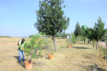 A tree-planting campaign dedicated to September 27 – Remembrance Day has been organized