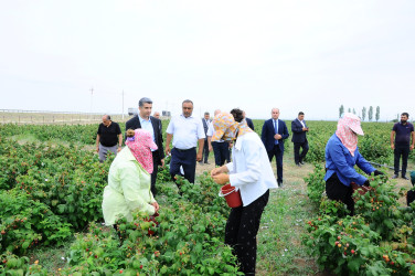 Yeni salınmış intensiv moruqçuluq təsərrüfatı ilə tanışlıq