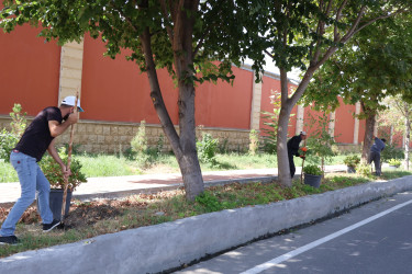 Ağacəkmə aksiyası keçirilib