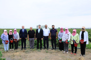 Yeni salınmış intensiv moruqçuluq təsərrüfatı ilə tanışlıq