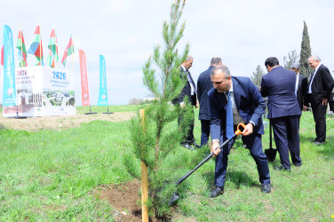 Ağacəkmə aksiyası keçirilib