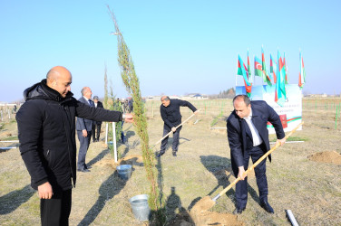 Ağacəkmə aksiyası keçirilib