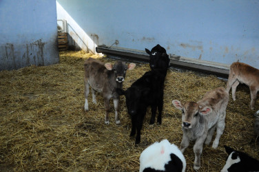 İnstitutla tanışlıq