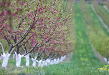 Meyvə bağlarının sığortalanma dövrü başlayıb