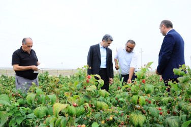 Yeni salınmış intensiv moruqçuluq təsərrüfatı ilə tanışlıq