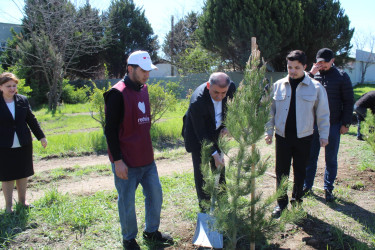 A tree-planting campaign was held in Goygol
