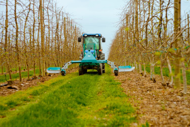 Meyvə bağlarının sığortalanma dövrü başlayıb