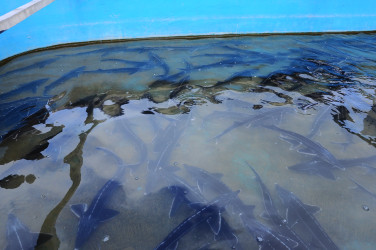 Introduction to the fish farming enterprise