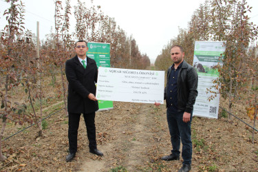 Meyvə bağlarının sığortalanma dövrü başlayıb