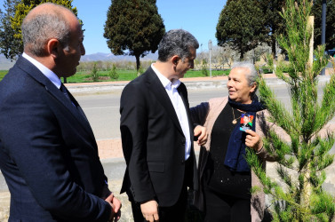 Göygöldə ağacəkmə aksiyası keçirilib