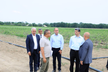 Yeni salınmış intensiv meyvə bağı ilə tanışlıq