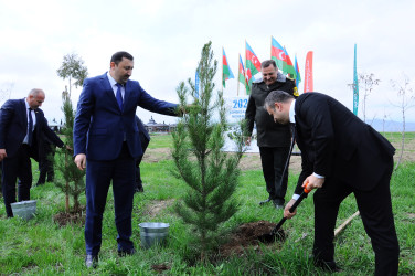 Проведена акция по посадке деревьев