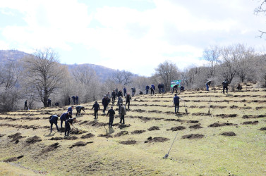 A tree planting campaign has been held