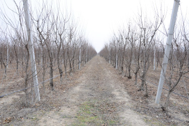 “Şirin Aqro” QSC-nin meyvə bağlarına baxış