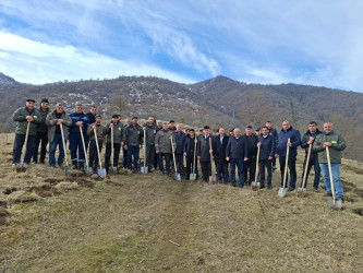 Ağacəkmə aksiyası keçirilib