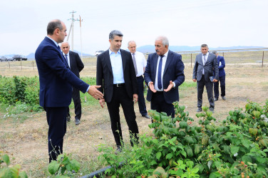 Yeni salınmış intensiv moruqçuluq təsərrüfatı ilə tanışlıq
