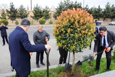 Yaşıllaşdırma işləri davam etdirilir
