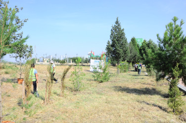 A tree-planting campaign dedicated to September 27 – Remembrance Day has been organized